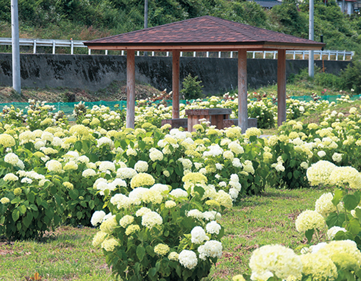 川崎紫陽花公園