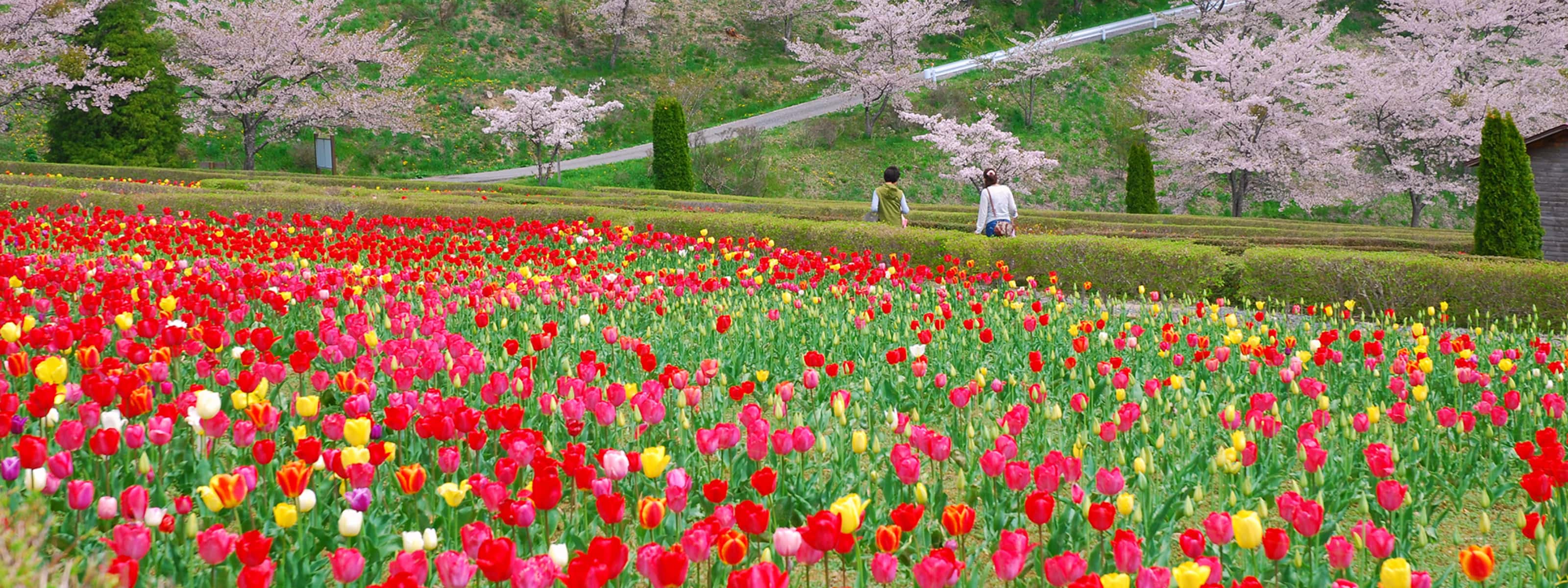 春の特集 花 はな 華 春満開のいちのせきトリップ 特集 いち旅 一関市公式観光サイト いちのせき観光navi