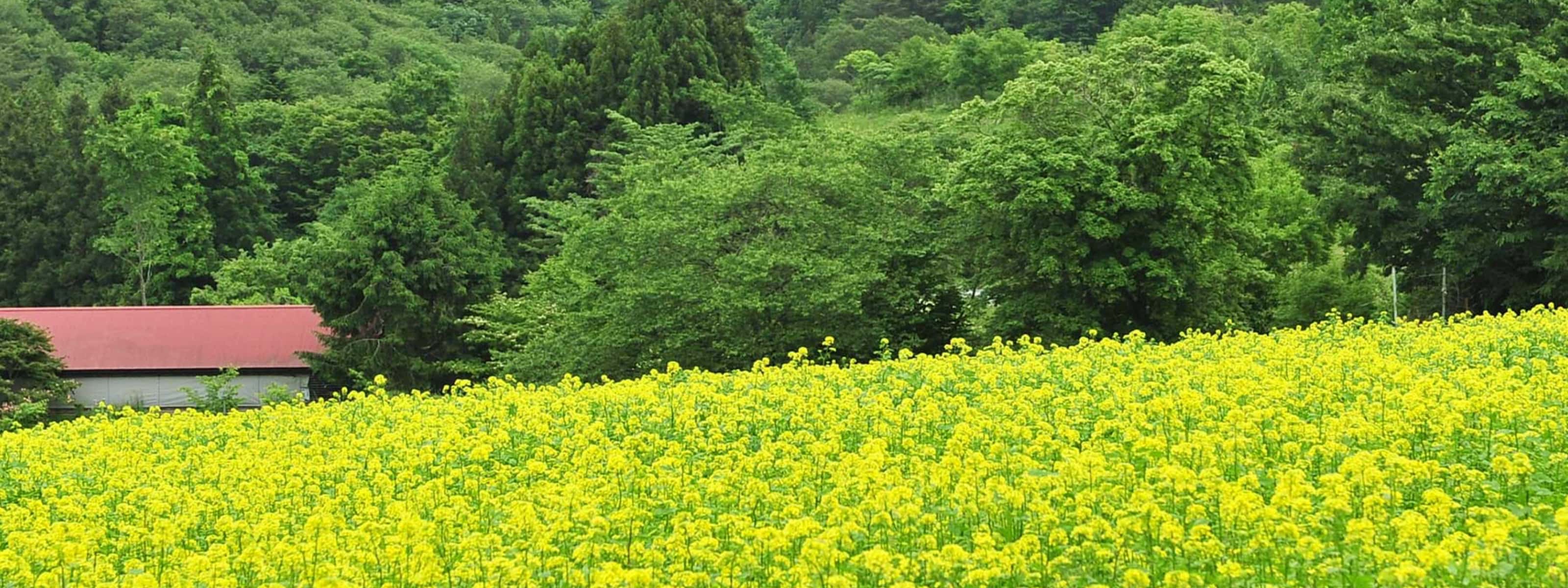 春の特集 花 はな 華 春満開のいちのせきトリップ 特集 いち旅 一関市公式観光サイト いちのせき観光navi