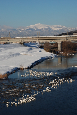 磐井川堤防