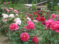 花と泉の公園