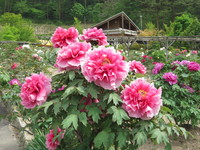 花と泉の公園