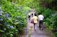 みちのくあじさい園