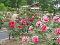 花と泉の公園ぼたん祭り