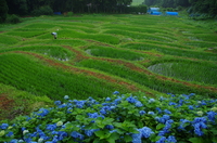金山棚田