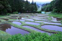 金山棚田