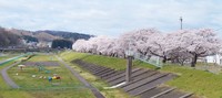 磐井川堤防（桜）