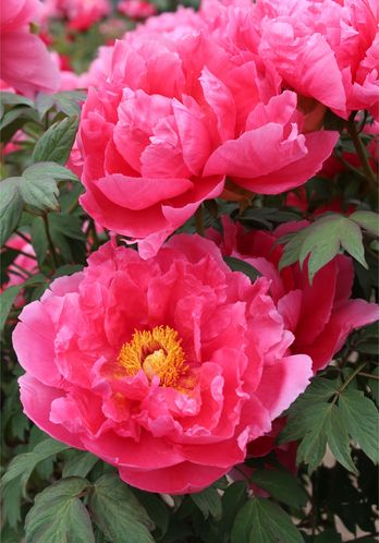 image04