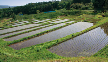 山吹棚田