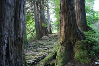 宗松寺の杉並木