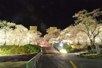 千厩支所前の桜