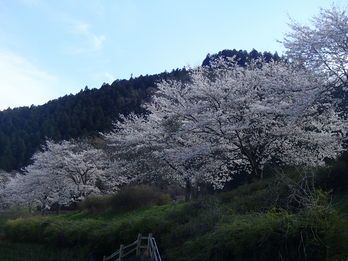 千厩川の桜づつみ（川崎町薄衣）