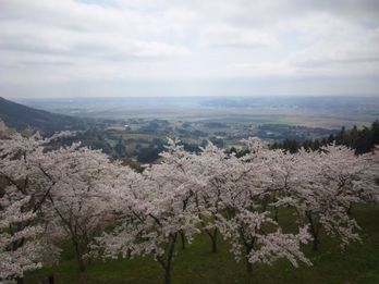 西行桜の森