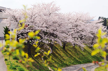 市役所藤沢支所前の桜