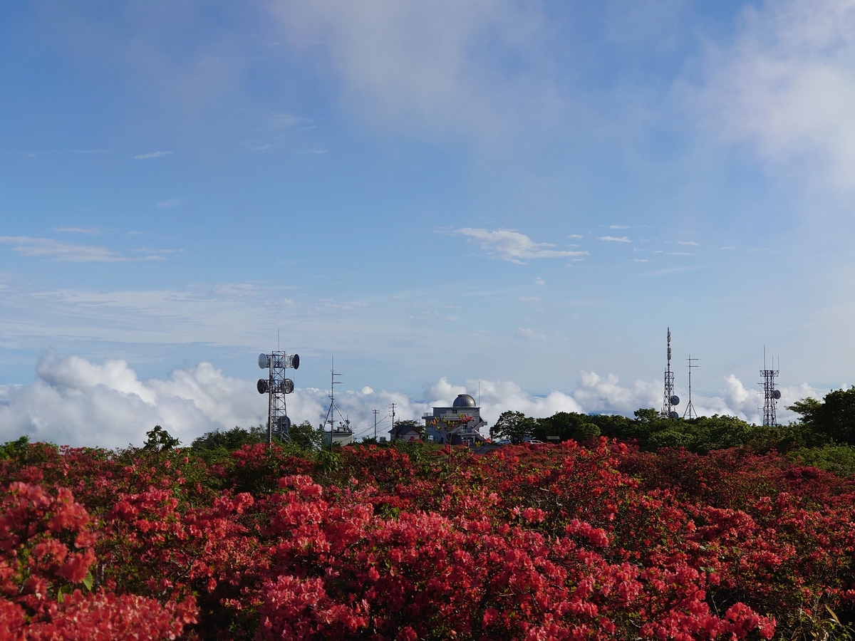 室根山のツツジ