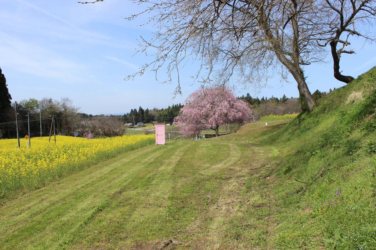 徳田　なのはな畑