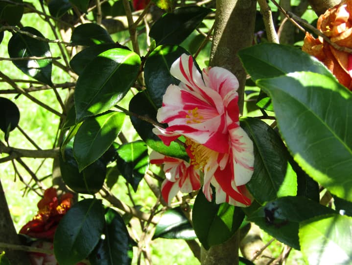 塩野半十郎椿園